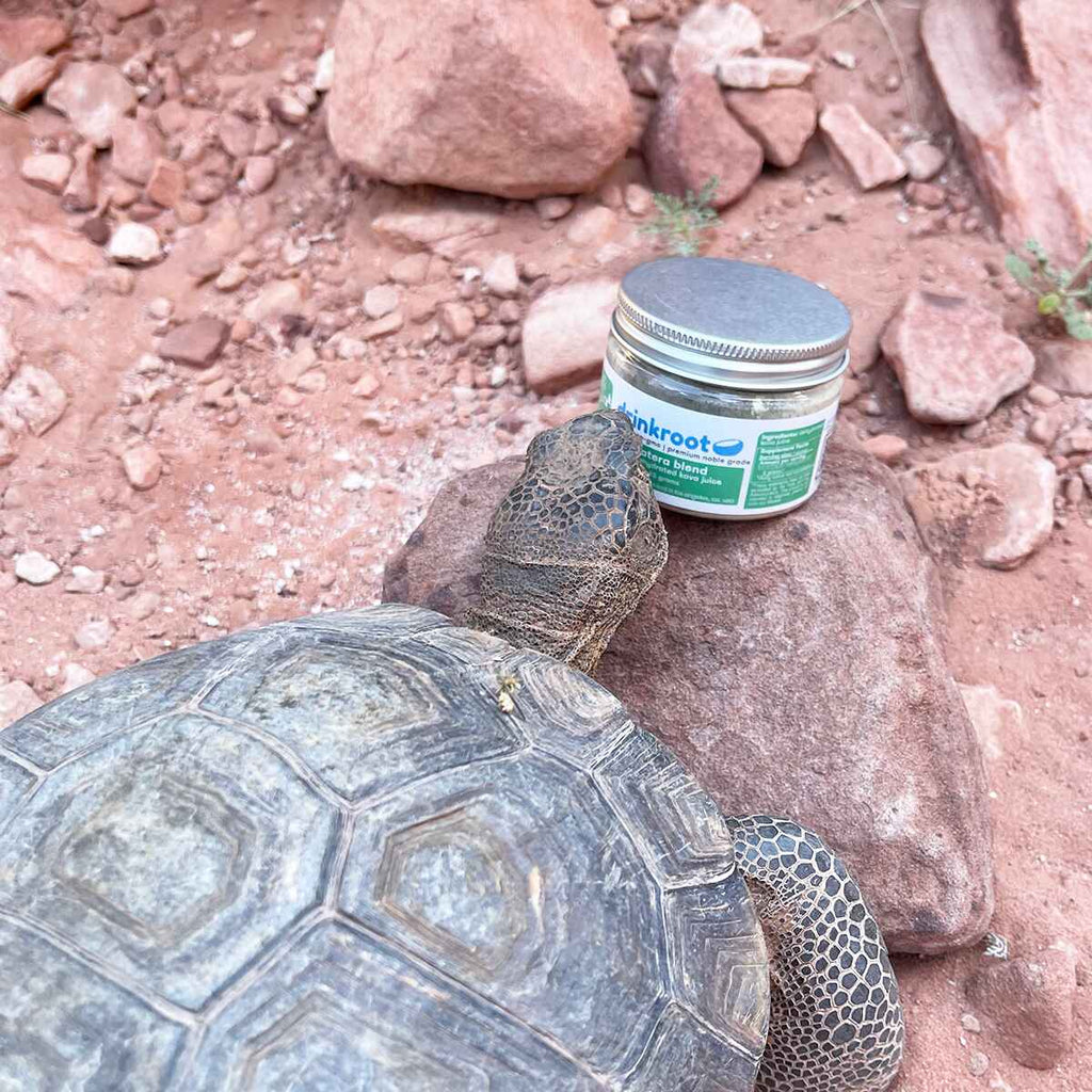 Statera Instant Kava jar blended for earthy balance, meditative clarity, and grounded evening calm.